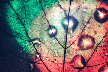Poster - Close up Beautiful abstract leaf in red and green  light. Background pattern for design. Macro photography view.