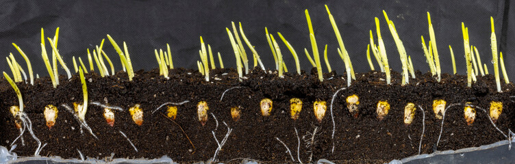 Wall Mural - Shoots with young corn roots