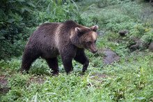 Brown Bear Walking In The Forest.