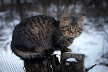 Domestic Large Striped Cat Sits On A Stump