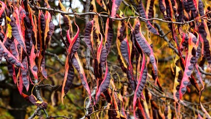 Ripe pods of Honey Locust tree in autumn, Gleditsia triacanthos