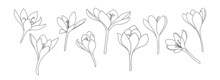 A Large Set Of Crocus Or Saffron Flowers Drawn By Lines. Outline Flower Icon Collection For Invitations Or Spring Design