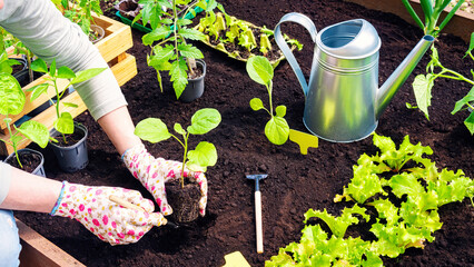 Growing vegetable crops in wooden raised beds in the spring season in a personal farm. Gardener's gloved hands plant a sprout in the ground with garden shovel in early spring.