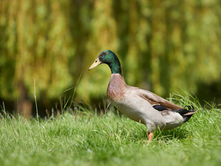 Sticker - Indian runner duck in the garden