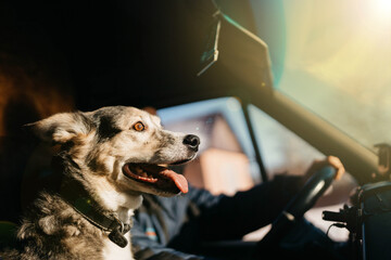 dog on a sunny day rides in a car, the concept of traveling with a pet, a trucker with a dog.