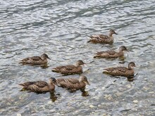 Several Ducks On A Lake