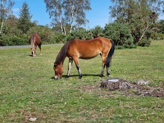 New Forest pony grazing in a field