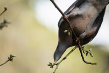 A Pigeon Of The Species Common Wood Pigeon, Or Columba Palumbus, Eating Tender Flower Buds, Among The Branches Of A Tree In A Grove In Guell Park In Barcelona, Spain, Almost In Spring