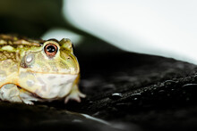 Close View Cute Green Frog