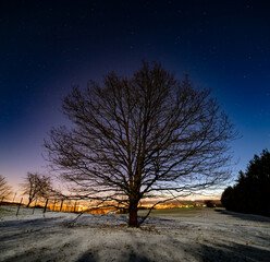 Wall Mural - Silhouette of a tree in the forest against the background of the night starry sky