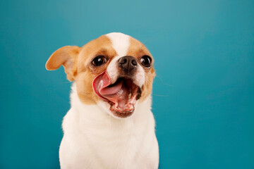 Sticker - Close up portrait of cute little chihuahua yawn licks his mouth white brown color over blue background. Copy space for text
