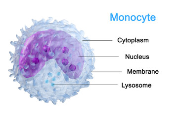 Wall Mural - Leukocyte, white blood cells inside a human vein. . 3d render.