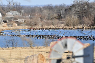 Wall Mural - Geese on a Lake in a Field