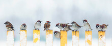 Panoramic Photo With Many Small Funny Birds Sparrows Sitting On The Fence In Winter Garden In The Village