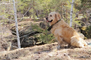 golden retriever dog