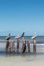 A View Of Pelicans Resting In Holbox, Mexico