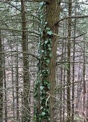 Poster - pine tree forest