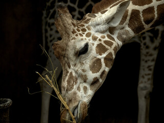 Poster - A closeup of a giraffe face eating branches