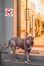 A Sad Lonely Dog Stands On The Steps Of The Store And Waits For The Owner - Dogs Are Not Allowed In - Discrimination Against Animals
