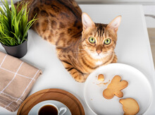 Top View Of Plate With Cookies And Cat