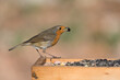 European robin on a bird feeder holding a raisin in its bill
