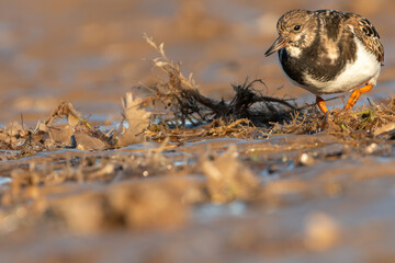 Wall Mural - Ruddy turnstone (Arenaria interpres) walking in the sand, North Norfolk, UK. Migratory wading bird.