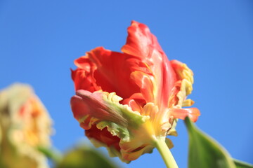 Sticker - Orange yellow parrot tulips