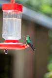 Fototapeta Tęcza - Hummingbirds at bird feeders in Monteverde, Costa Rica