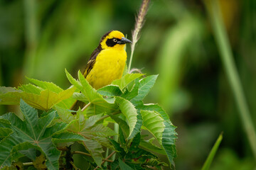 Wall Mural - Baglafecht Weaver - Ploceus baglafecht weaver bird from the family Ploceidae which is found in eastern and central Africa, yellow and black song bird on the green bush in Kenya