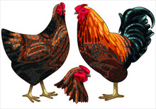 Set Of Hand-drawn Rooster And A Chicken The Breed Of Golden Laced Wyandotte