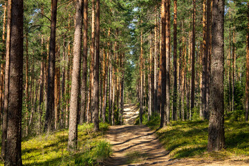 Fototapeta sandy path in a coniferous forest