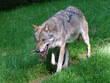 European gray wolf in the forest in different actions