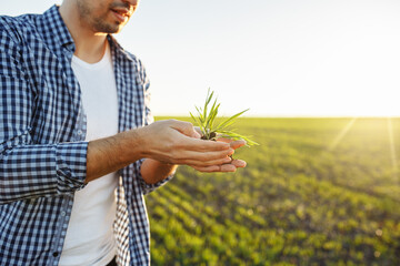 Wall Mural - Farmer holds a harvest of the soil and young green wheat sprouts in his hands checking the quality of the new crop. Agronomist analysis the progress of the new seeding growth. Farming health concept.