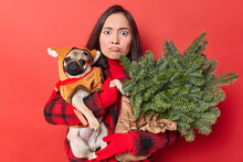 Displeased Offended Asian Woman Looks Discontent At Camera Carries Pug Dog And Bunch Of Green Spruce Branches Prepares For Winter Holidays Isolated Over Vivid Red Background. Annoyed Pet Owner