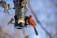 Backyard Birds At Feeder In Winter, Northern Cardinal , American Goldfinch And Black-capped Chickadee