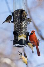 Backyard Birds At Feeder In Winter, Northern Cardinal , American Goldfinch And Black-capped Chickadee