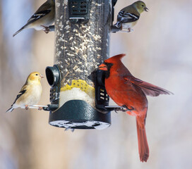 Wall Mural - Backyard birds at feeder in winter, Northern Cardinal , American goldfinch and black-capped chickadee