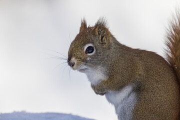 Poster -  American red squirrel (Tamiasciurus hudsonicus) in winter