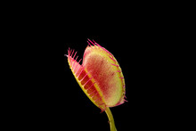 Venus Flytrap, Macro View On Dark Background.  Close Up Of Carnivorous Plant Interior Lobes.  Dionaea Muscipula Is Native To The East Coast United States.