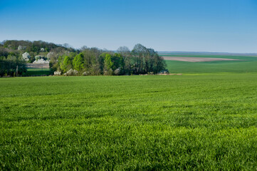 Fotomurales - green field with spring cereals and a grove with flowering trees