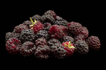 Wall Mural - Cumberland hybrid raspberry and blackberry