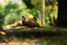 Brown Cute Duck Walking On Green Grass In The Park In Sunnyday In A Park In Colombia