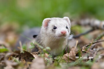 Wall Mural - Curious young ferret first time outdoor.  