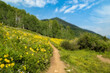 Summer Wildflowers grow along the bike trail in Crested Butte Colorado