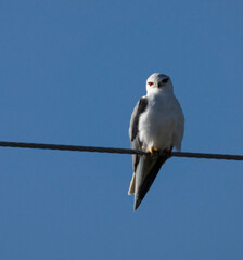 Poster - A vertical shot of an elanus bird sitting on a wire.