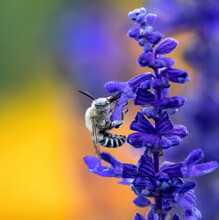 Closeup Portrait Of A Digger Bee Pollinating On A Bright Purple Lavender Stalk With A Colorful Golden Soft Garden Background.