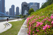 Beautifully blooming azaleas on the promenade where you can see the skyscrapers of the city
