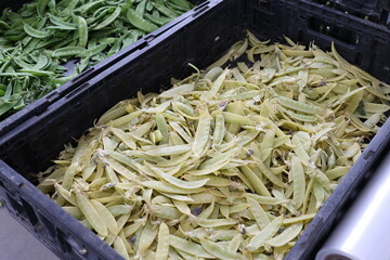 Canvas Print - yellow snow peas 