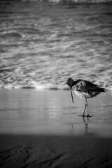 Wall Mural - A grayscale of a Bar-tailed godwit on the coast