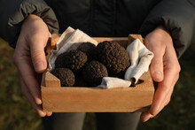 Woman Holding Wooden Crate With Truffles Outdoors, Closeup